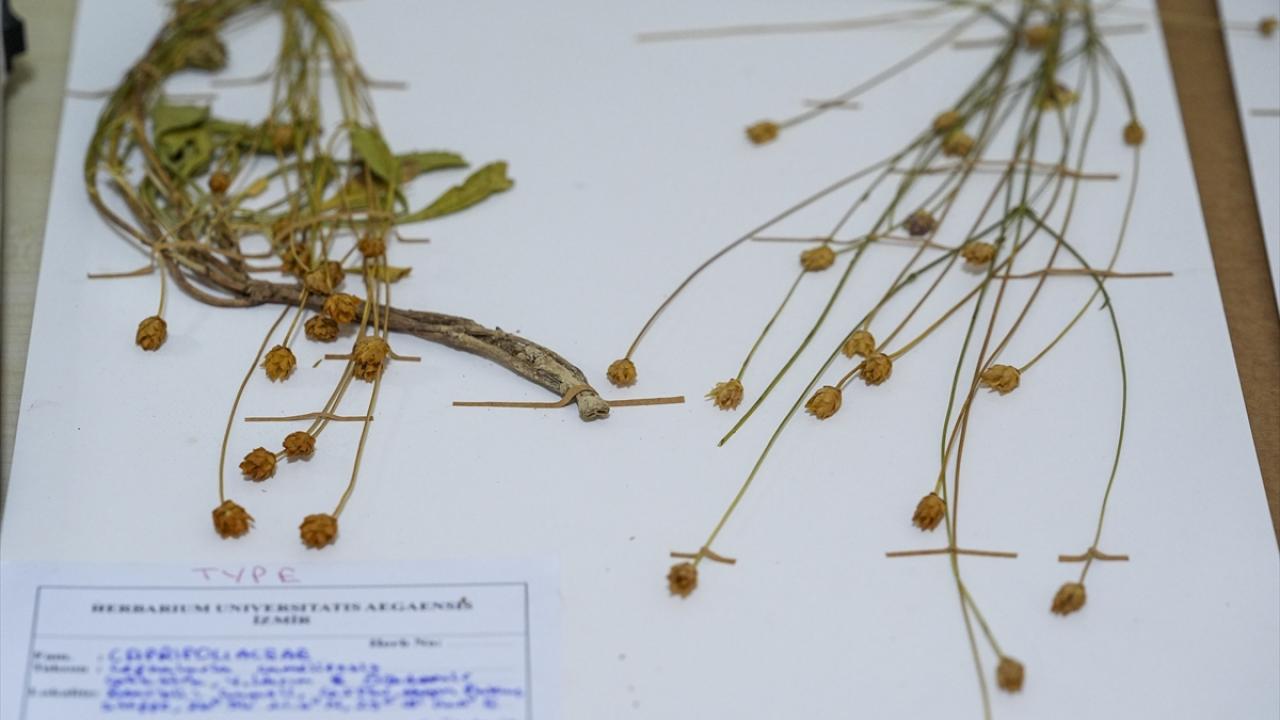 "100 kadar türün neredeyse yarısı ülkemizde"