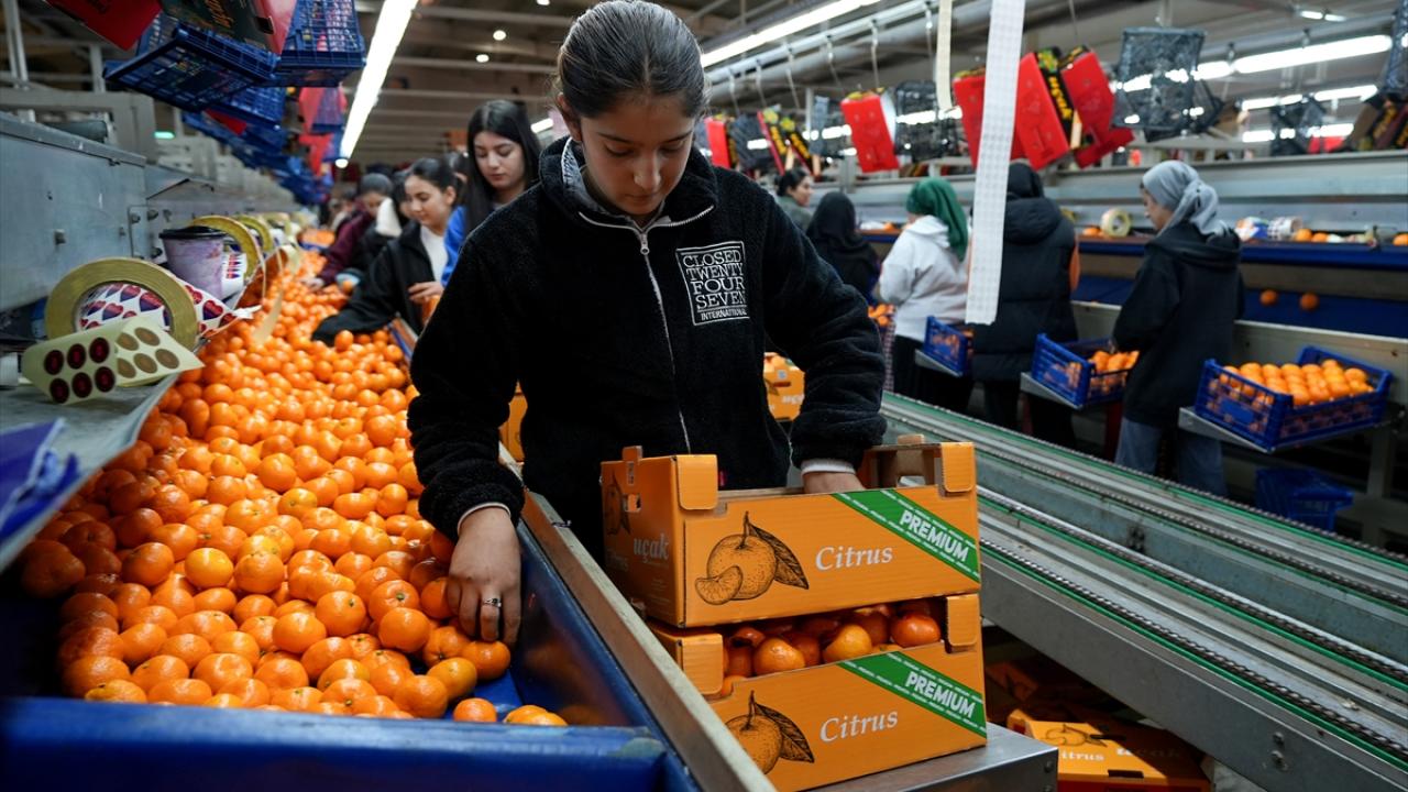 "Üreticilerimiz iyi bir sezon geçiriyor"