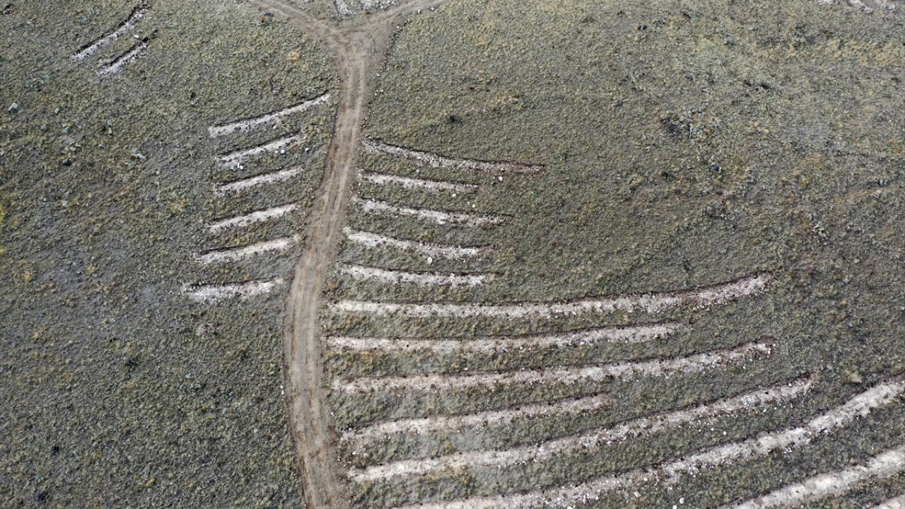 "Birkaç yıl sonra devasa bir ormana dönüşecek"