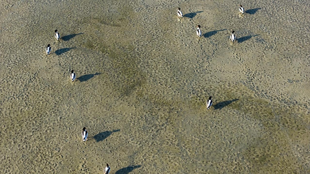 Altınapa Barajı göç yolundaki yaban ördeklerine mola noktası oldu