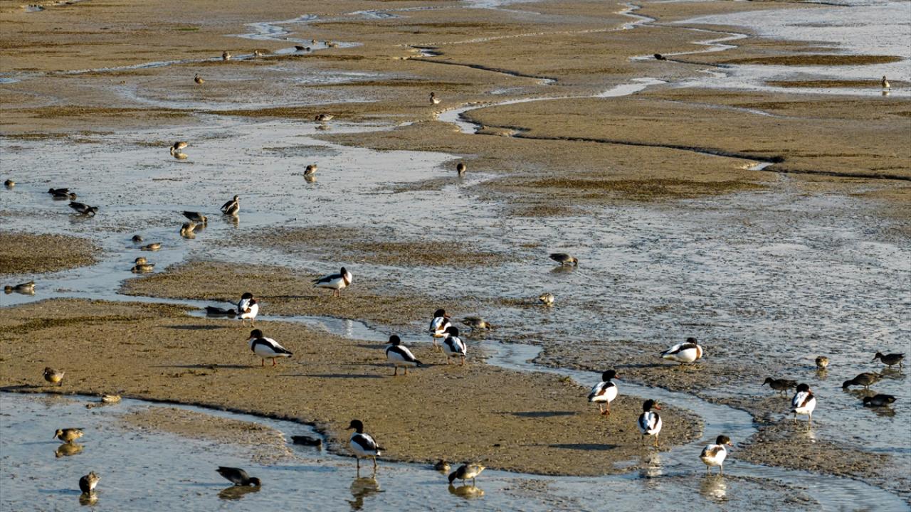 Altınapa Barajı göç yolundaki yaban ördeklerine mola noktası oldu