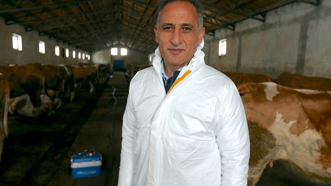 "Buzağı ölümlerini inşallah ortadan kaldırmış olacağız"