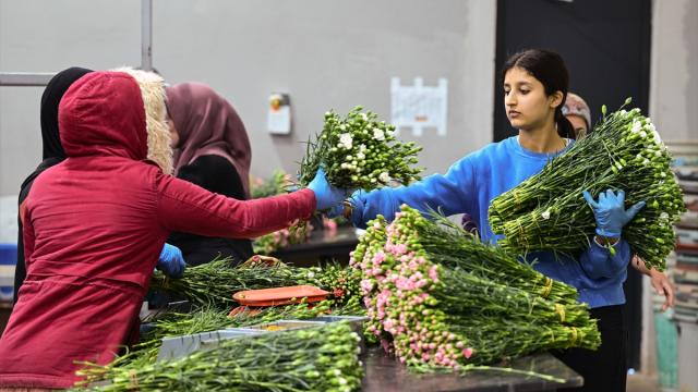 Türkiye'den yılbaşı için 12 milyon dolarlık çiçek ihracatı