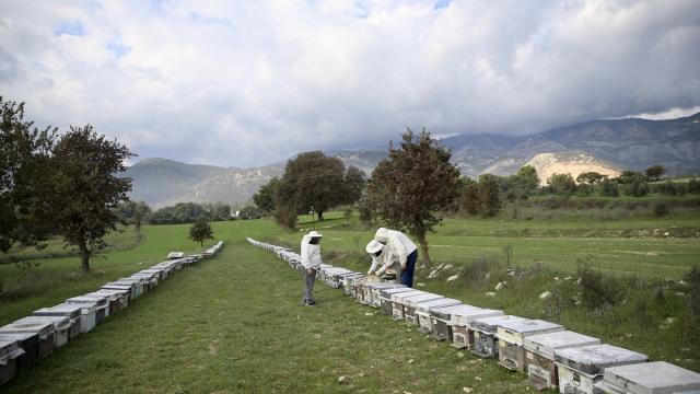 Seydikemerli genç, baba mesleği arıcılığı sürdürmek için çalışıyor