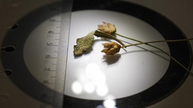 Emekli fen bilgisi öğretmeninin dikkati yeni bitki türünün keşfini sağladı