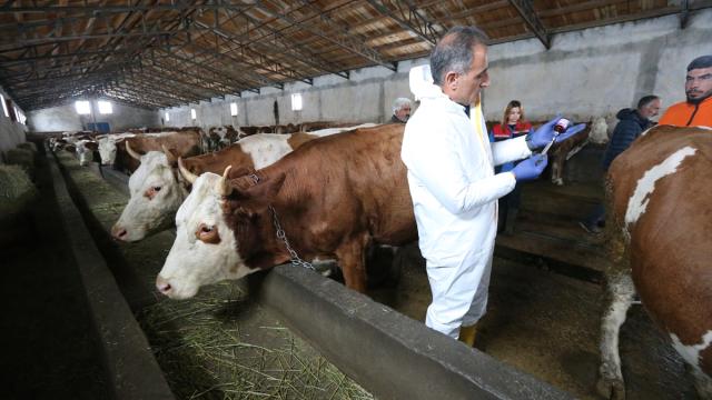 Kars'ta septisemi aşısıyla buzağı kayıplarının önüne geçilmesi hedefleniyor