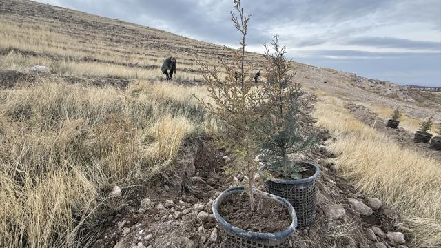 Türkiye'nin en kirli havasına sahip Iğdır'da bol oksijen için ağaçlandırma hamlesi