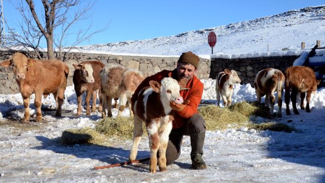 Kars'ta besiciler sıfırın altında 10 derecede zorlu mesai yapıyor