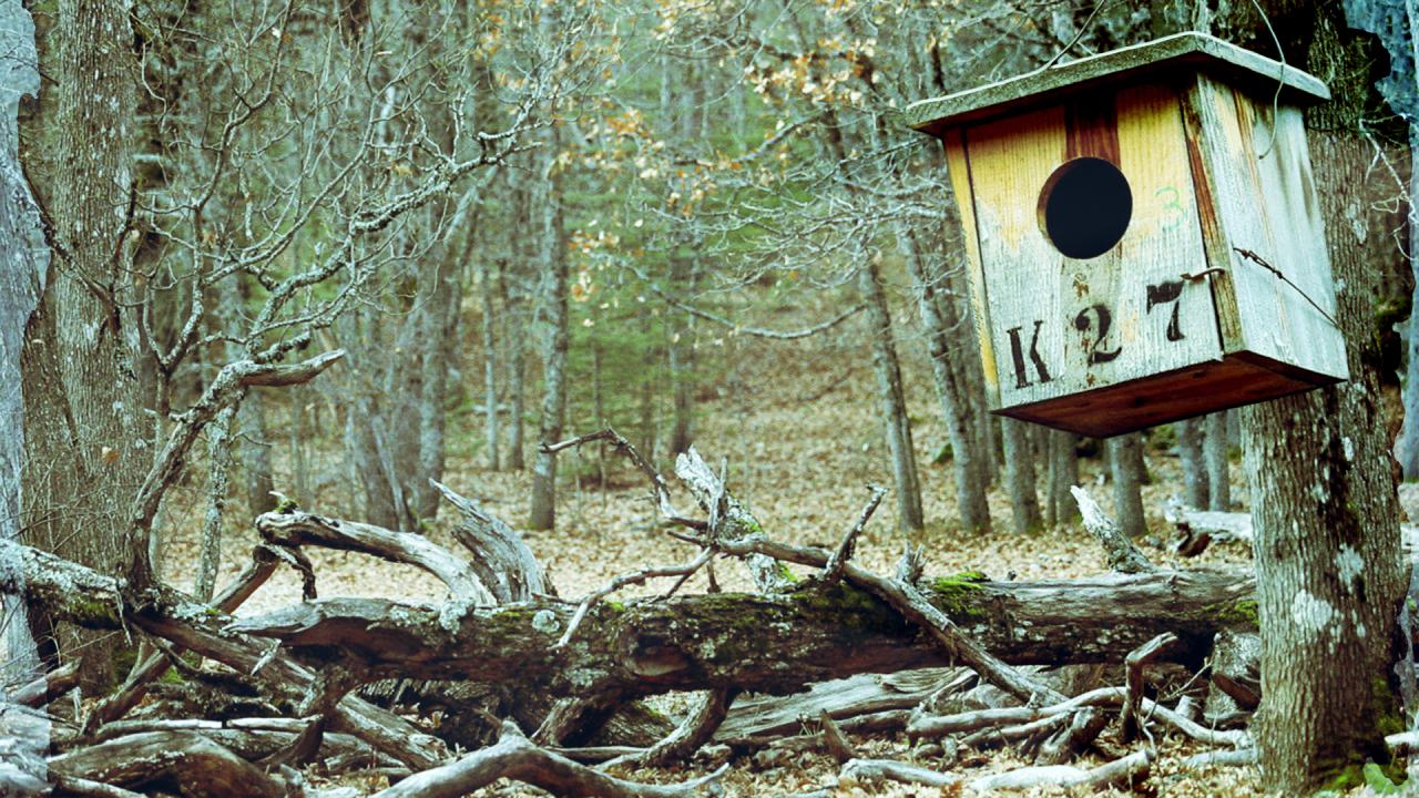 Isparta’daki eşsiz ekosistem; Kasnak Meşesi Ormanı