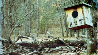 Isparta’daki eşsiz ekosistem; Kasnak Meşesi Ormanı