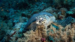 Kızıldeniz’de şahin gagalı ve yeşil deniz kaplumbağaları kayıt altına alındı