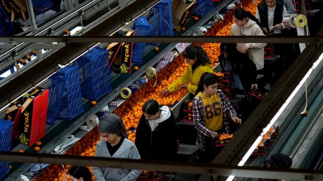 Türkiye'nin mandalina ihracatı rekora ulaştı