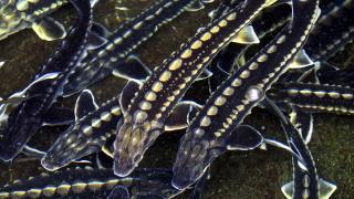 Türk havyarı küresel pazara hazırlanıyor