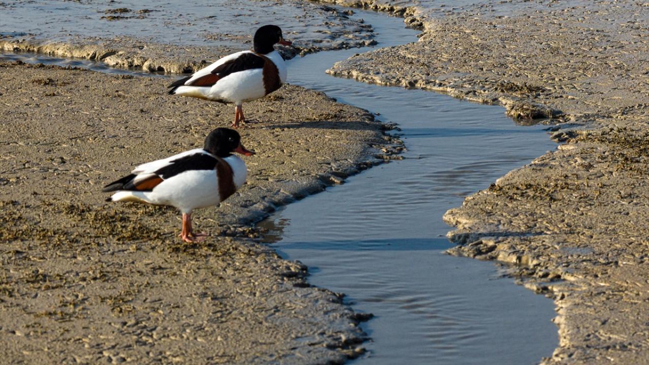 Altınapa Barajı göç yolundaki yaban ördeklerine mola noktası oldu