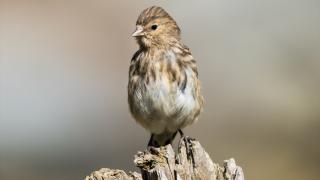 Ovit Dağı doğal yaşamıyla öne çıkıyor