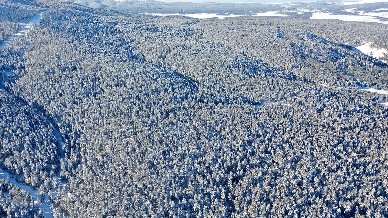 Sarıçam ormanlarında kartpostallık görüntüler