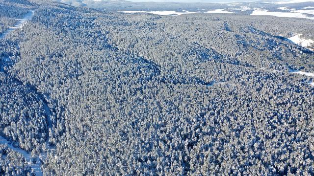 Sarıçam ormanlarında kartpostallık görüntüler