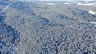Sarıçam ormanlarında kartpostallık görüntüler