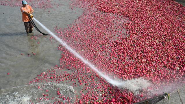 Tescilli turpları hasat eden çiftçilerin Savrun Çayı'ndaki zorlu yıkama mesaisi başladı