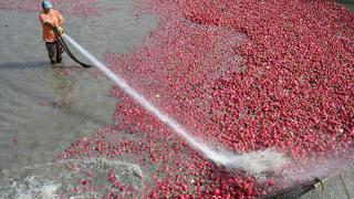 Tescilli turpları hasat eden çiftçilerin Savrun Çayı'ndaki zorlu yıkama mesaisi başladı