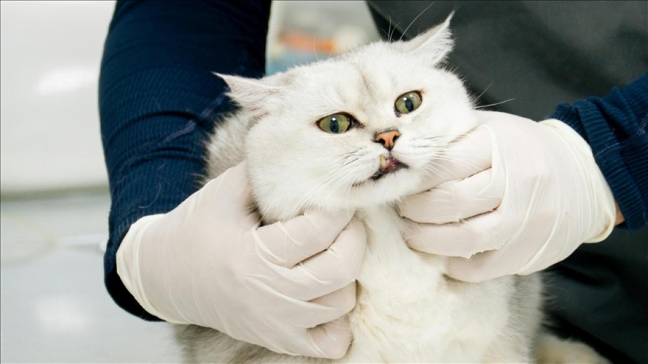 Veteriner Kontrol Enstitüleri 21 yeni laboratuvarla güçlendirilecek