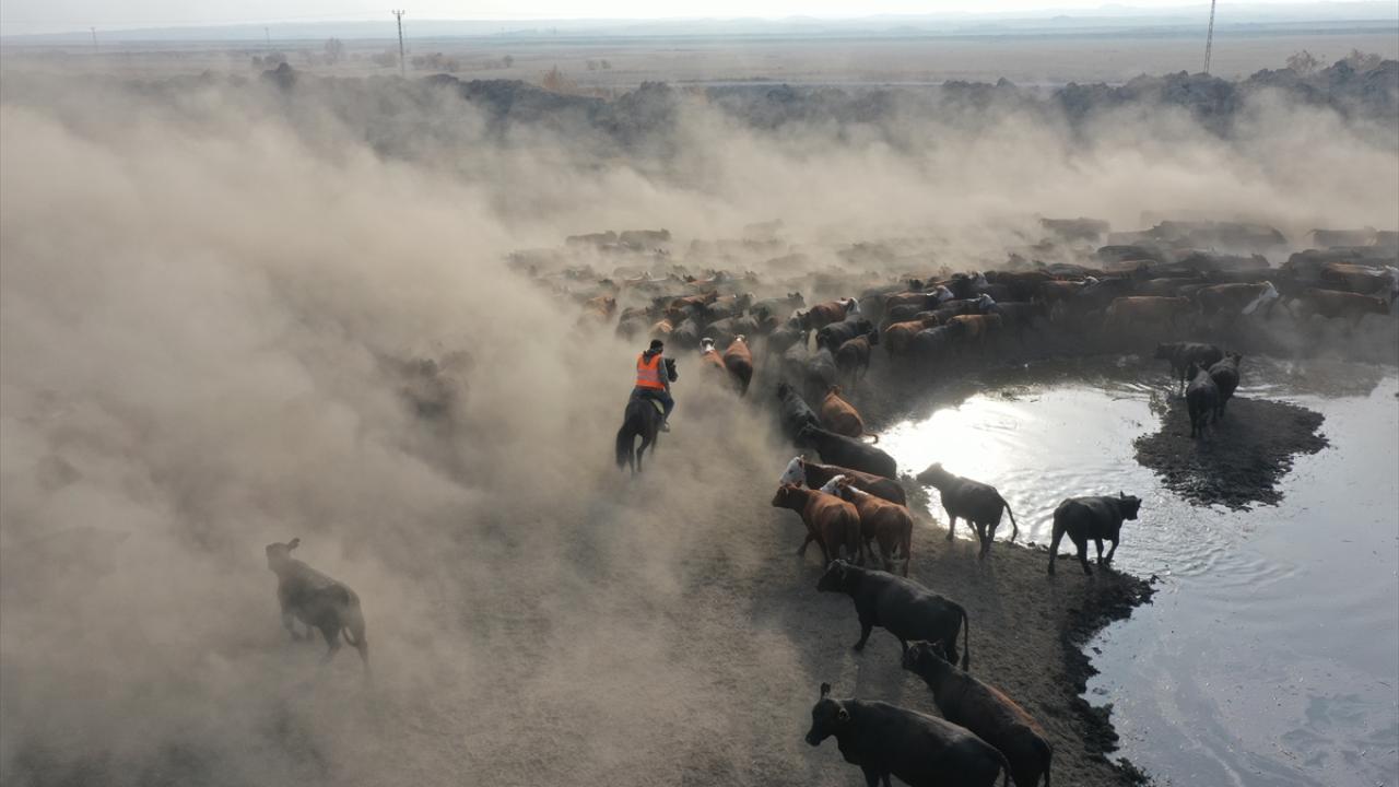 "Ağrı Dağı'nın kovboyları" eğittikleri yılkı atlarıyla sürüleri kontrol ediyor