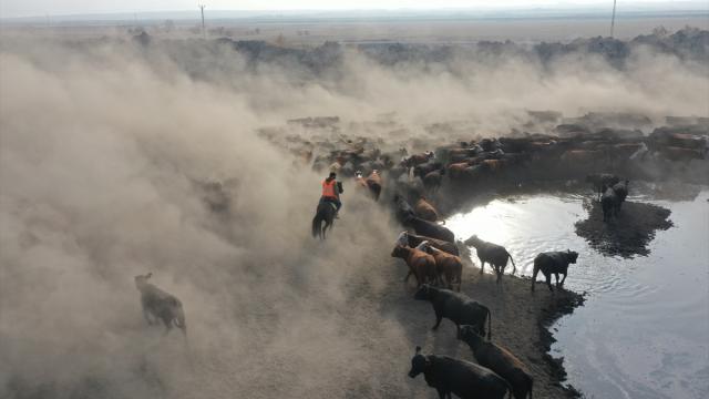 "Ağrı Dağı'nın kovboyları" eğittikleri yılkı atlarıyla sürüleri kontrol ediyor