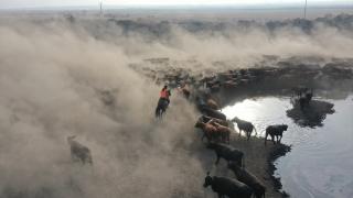 "Ağrı Dağı'nın kovboyları" eğittikleri yılkı atlarıyla sürüleri kontrol ediyor
