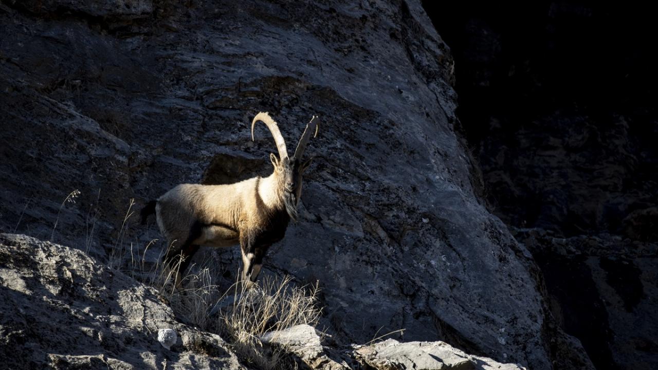 Tunceli'de yaban keçileri Munzur Vadisi'ne indi