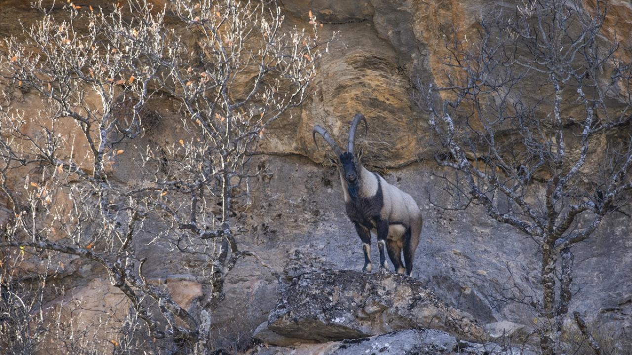 Tunceli'de yaban keçileri Munzur Vadisi'ne indi