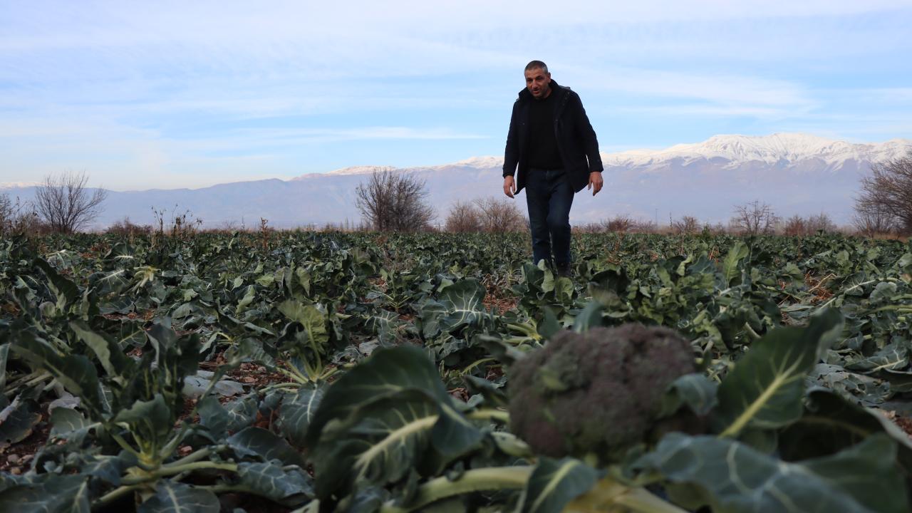 "İlde 20 bin dekar arazide sebze üretimi yapılıyor"