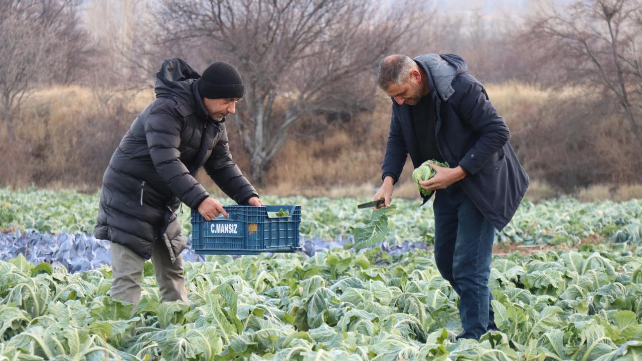 Son yıllarda seracılıkta yıldızı parlayan Erzincan`da açık alanda sebze üretiminin de yapıldığını ifade eden Koçaker, şöyle konuştu: