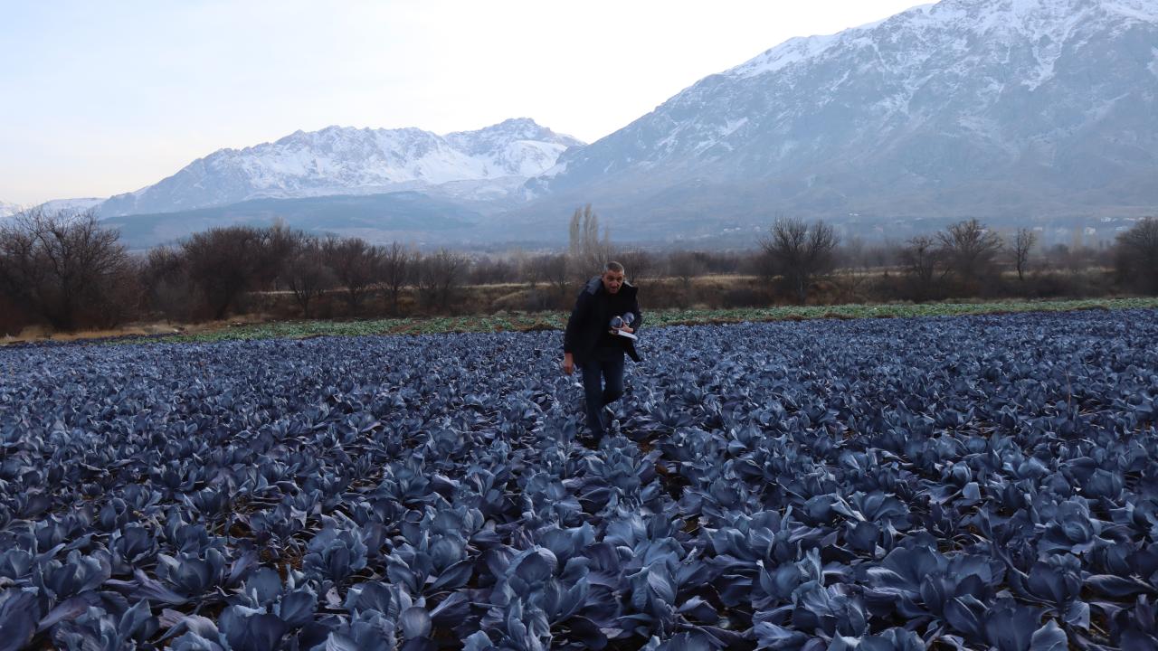 "Şu ana kadar 20 dekarlık arazide 20 ton ürün hasat ettik"