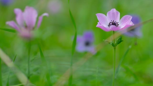 Antalya'da anemonlar çiçek açtı