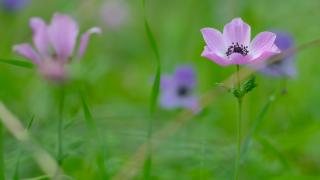 Antalya'da anemonlar çiçek açtı