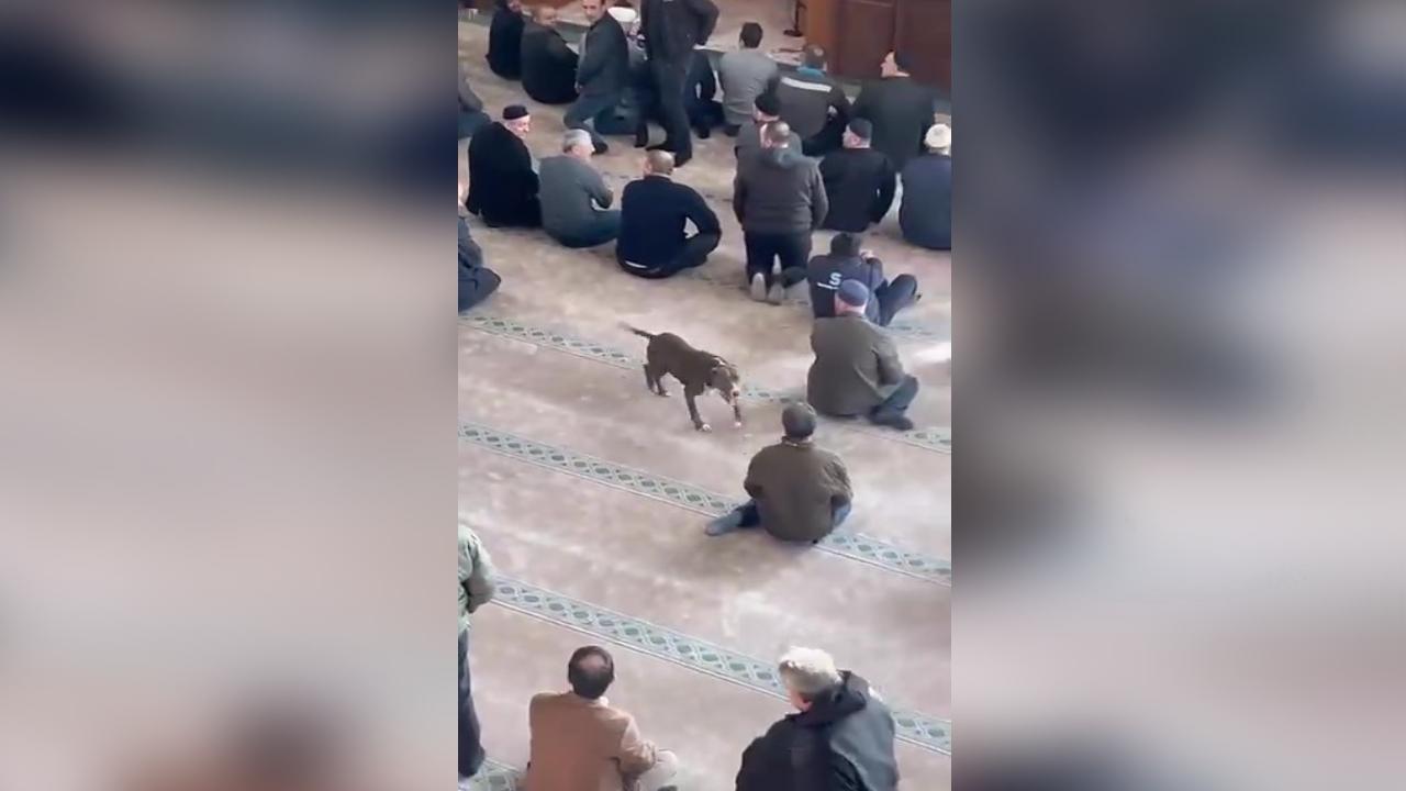 Camide başıboş gezen pitbullun sahibine adli ve idari işlem uygulandı