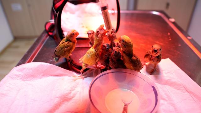 Cennet papağanı yavruları veterinerlerin özenli ellerinde