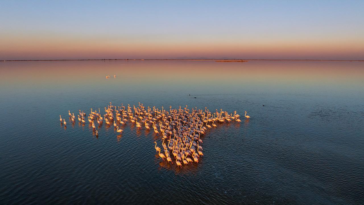 Adana'daki lagünlerin pembe sakinleri