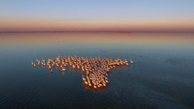 Adana'daki lagünlerin pembe sakinleri