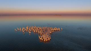 Adana'daki lagünlerin pembe sakinleri