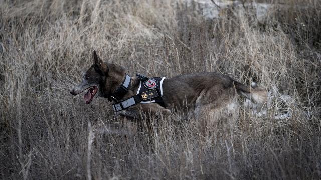 8 yılda 160 görev: Kadavra köpeği Melo’nun başarı hikayesi