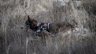 8 yılda 160 görev: Kadavra köpeği Melo’nun başarı hikayesi