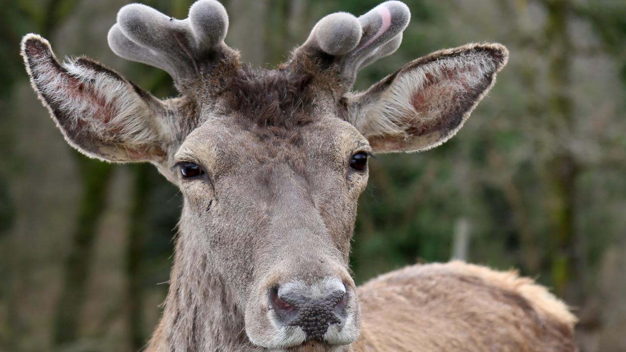 Nesli tehlike altındaki kızıl geyikler koruma altında çoğaltılıyor