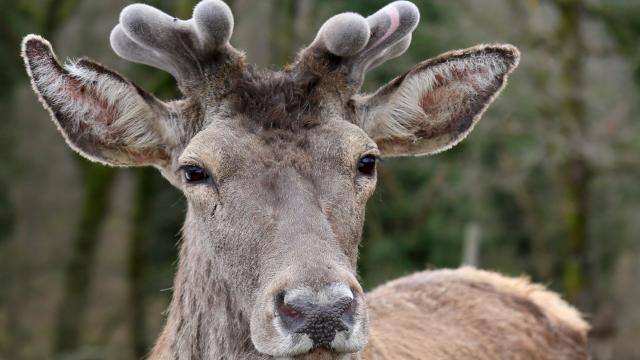 Nesli tehlike altındaki kızıl geyikler koruma altında çoğaltılıyor