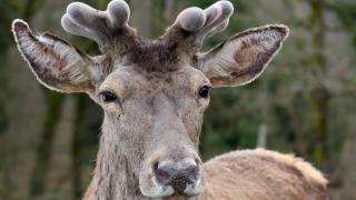 Nesli tehlike altındaki kızıl geyikler koruma altında çoğaltılıyor
