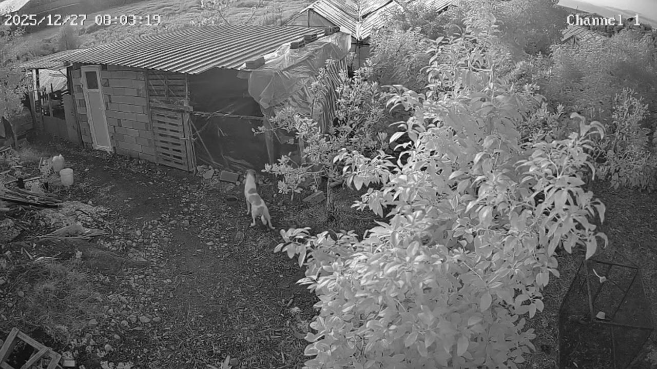 Kümese giren 6 başıboş sokak köpeği, 30 cins tavuğu öldürdü