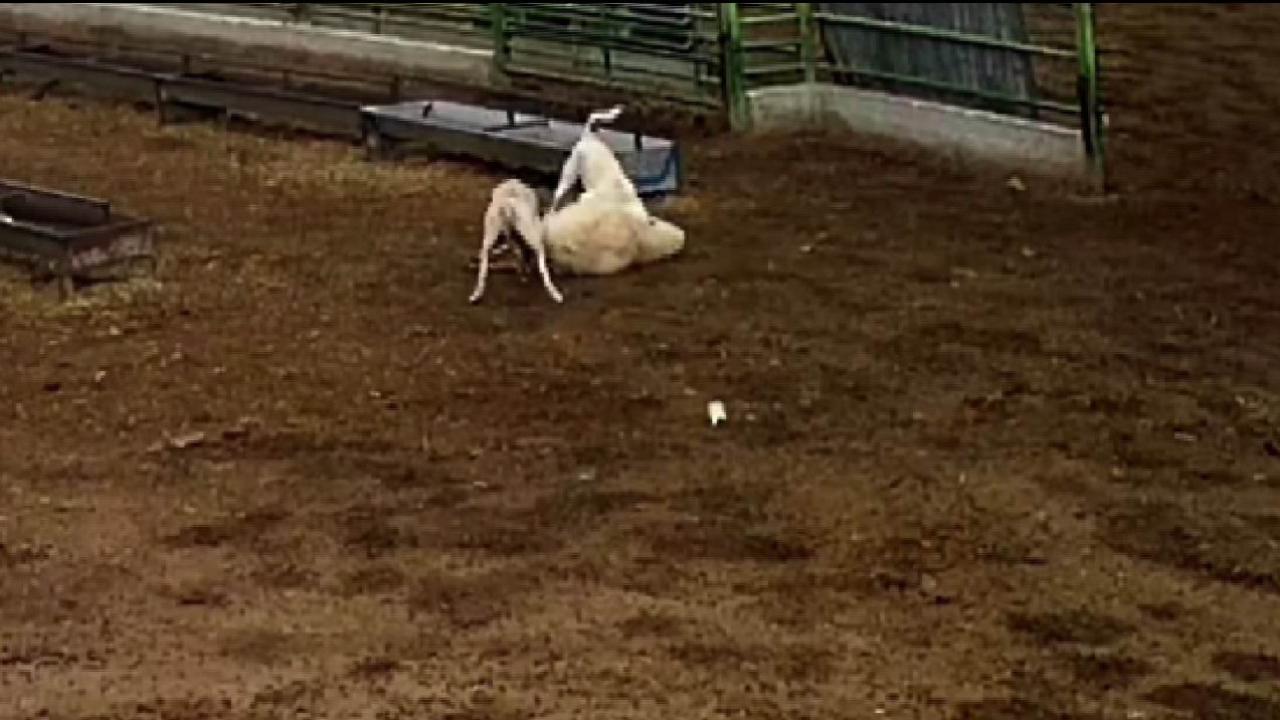 Konya'da başıboş sokak köpekleri koyunu telef etti