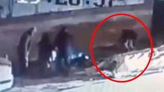 Bursa'da başıboş sokak köpeği 3 kişiye saldırdı