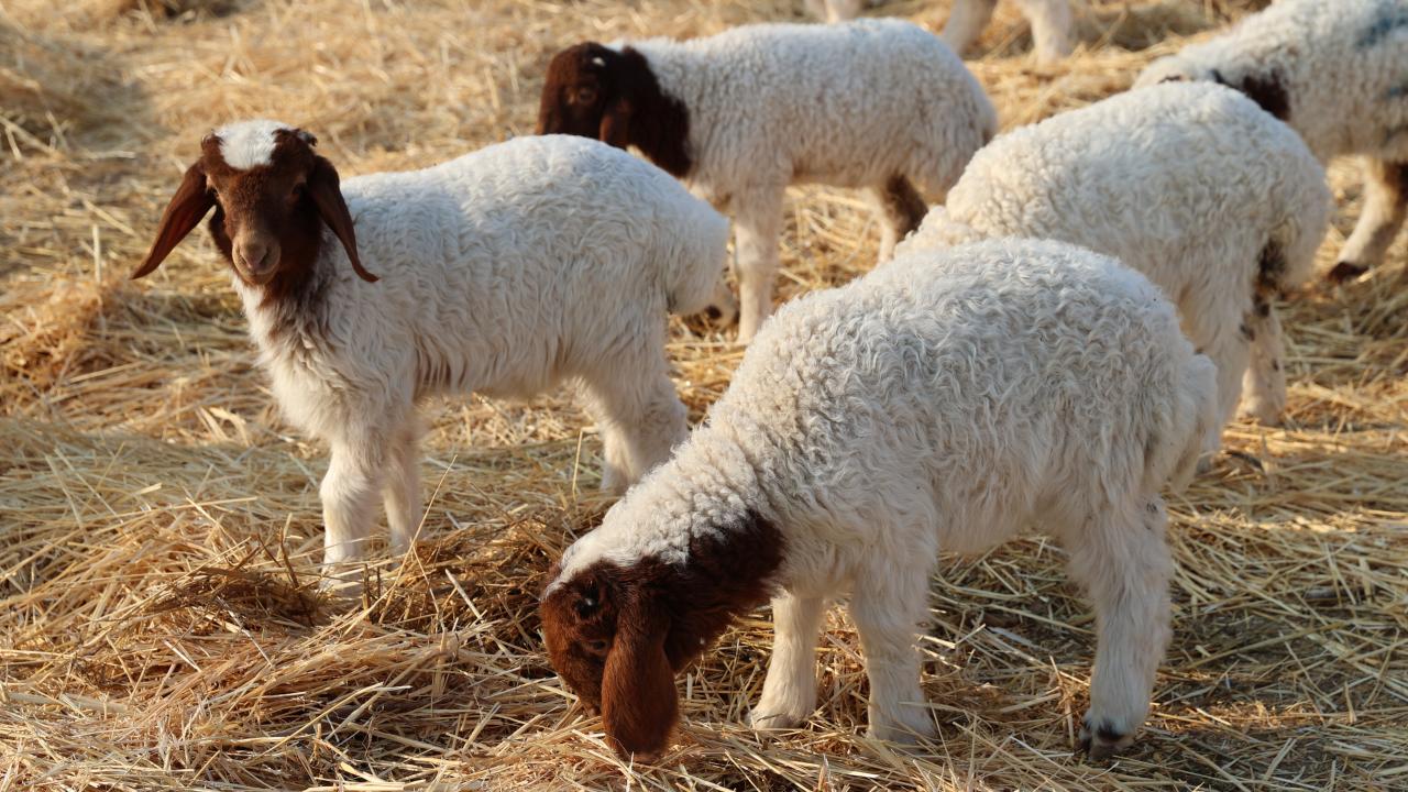Türkiye'nin dev işletmesinde 60 bin kuzu dünyaya geldi