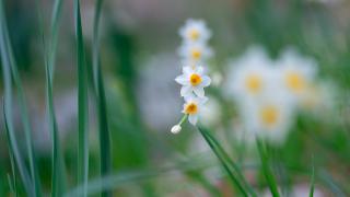 Beydağları nergis çiçekleriyle renklendi
